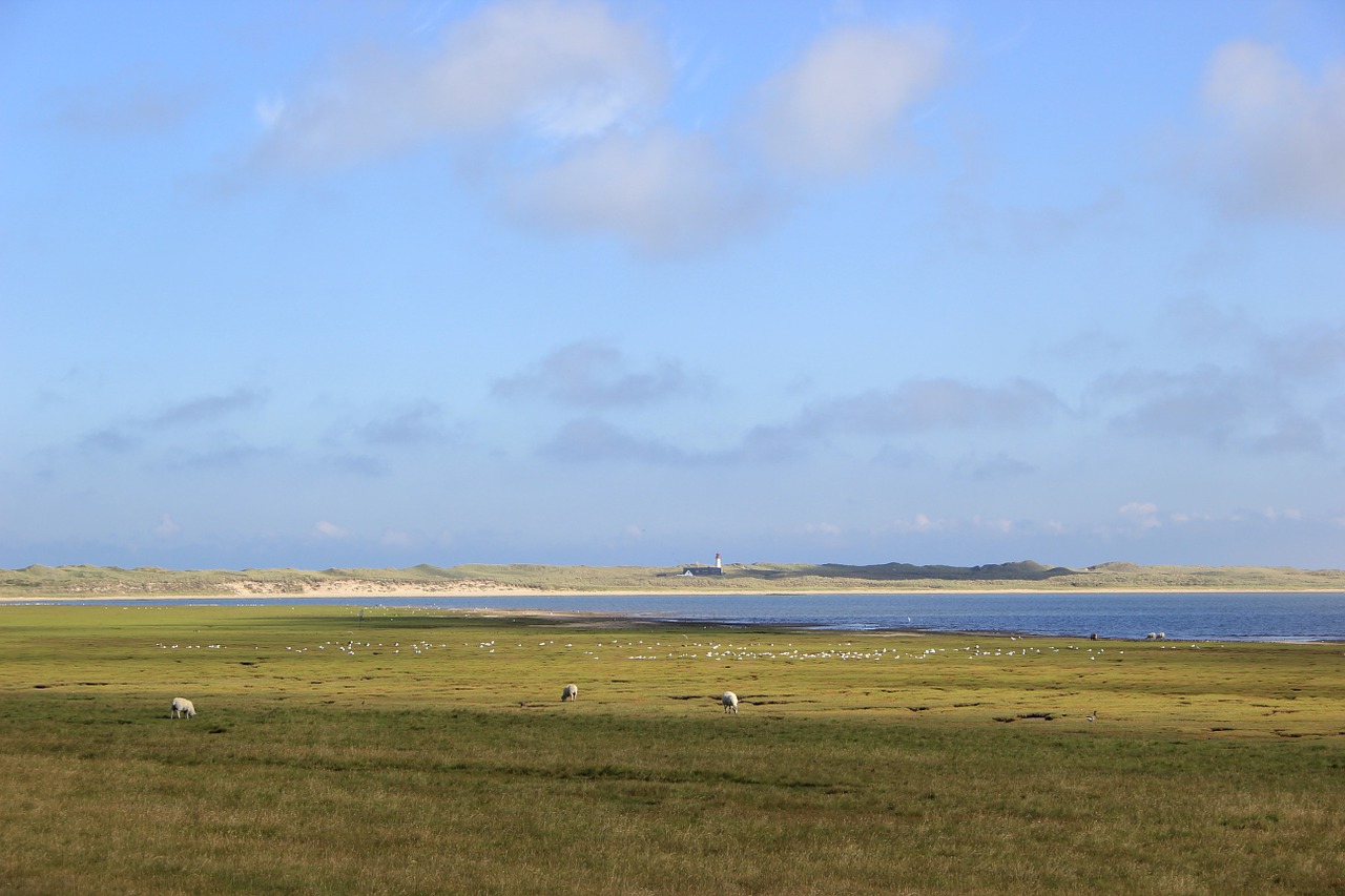 summer sylt sheep free photo