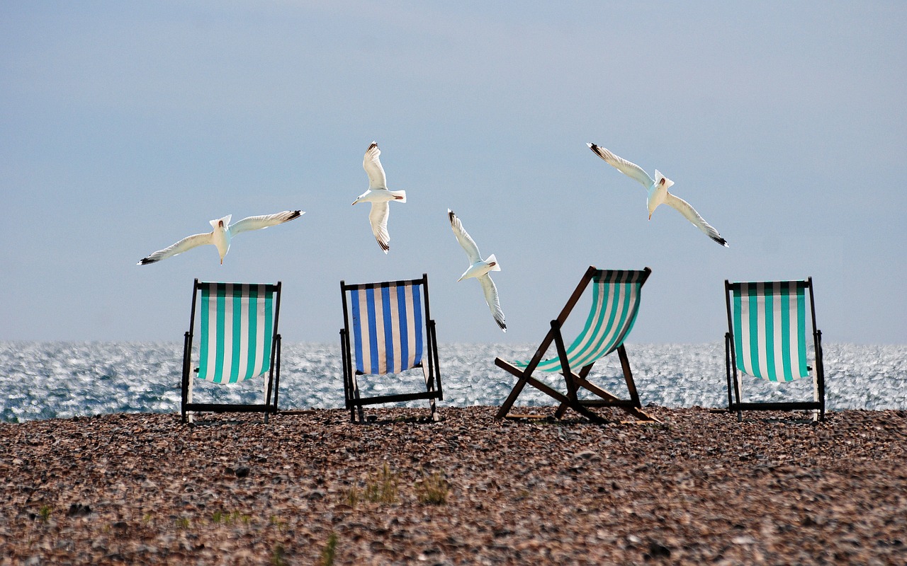 summer beach seagulls free photo