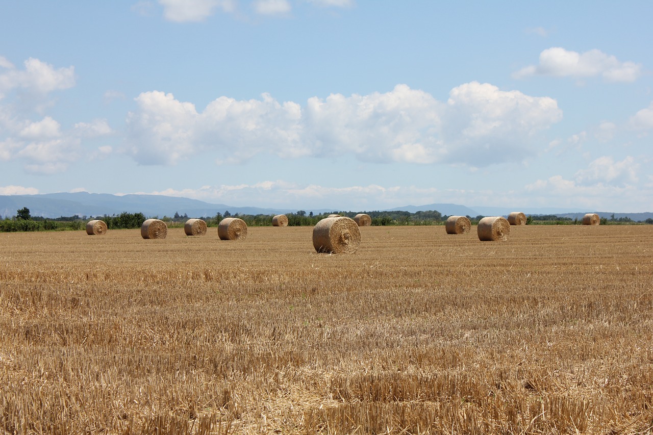 summer hay landscapes free photo