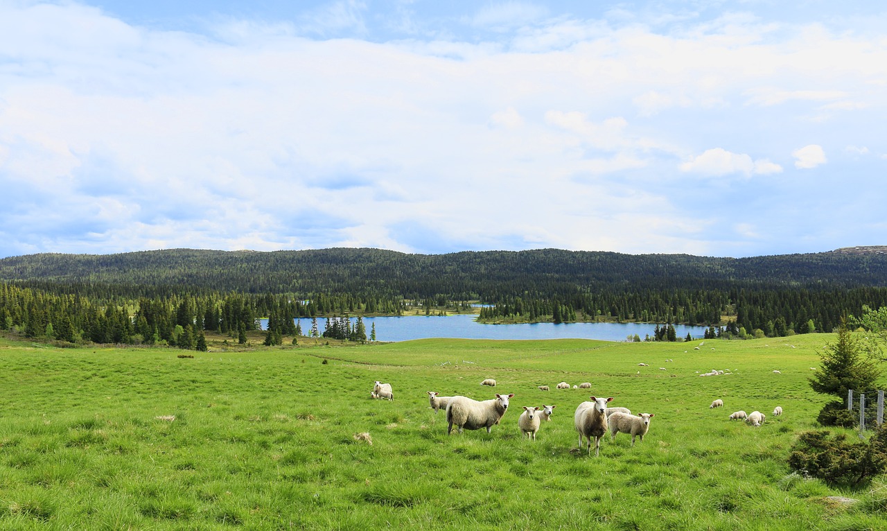 may lamb summer free photo