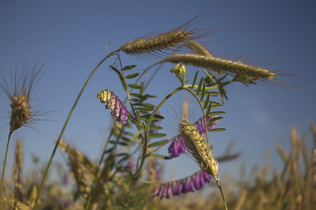 summer corn harvest free photo