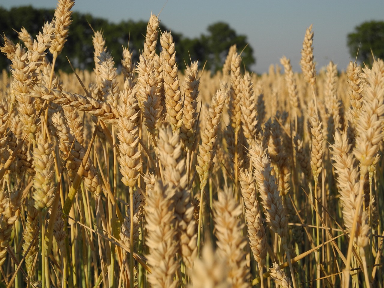 summer field grain free photo