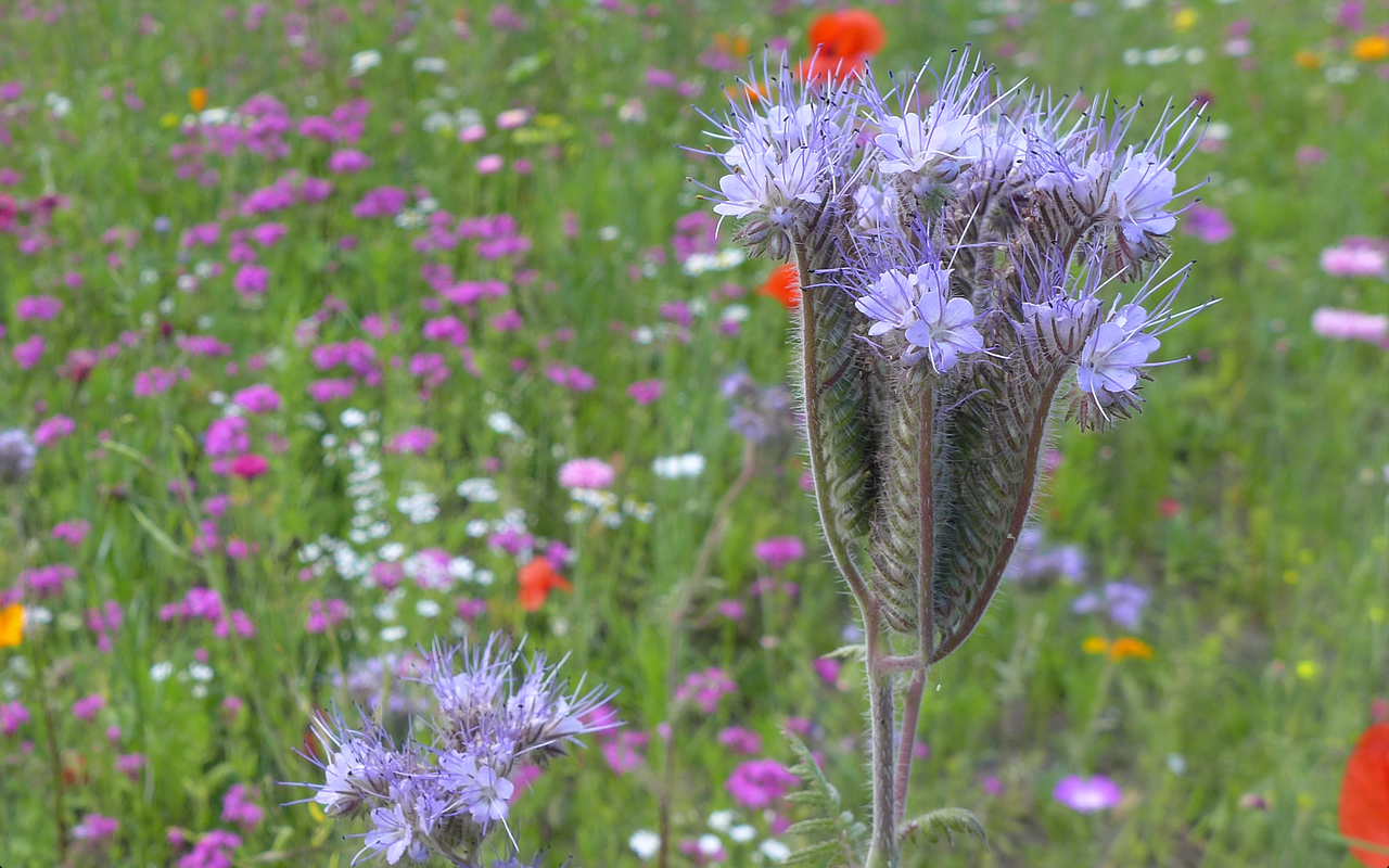 summer thistle flower meadow free photo