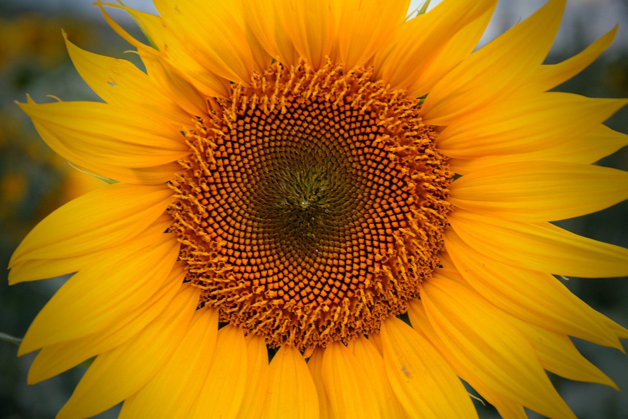 summer sunflower yellow free photo