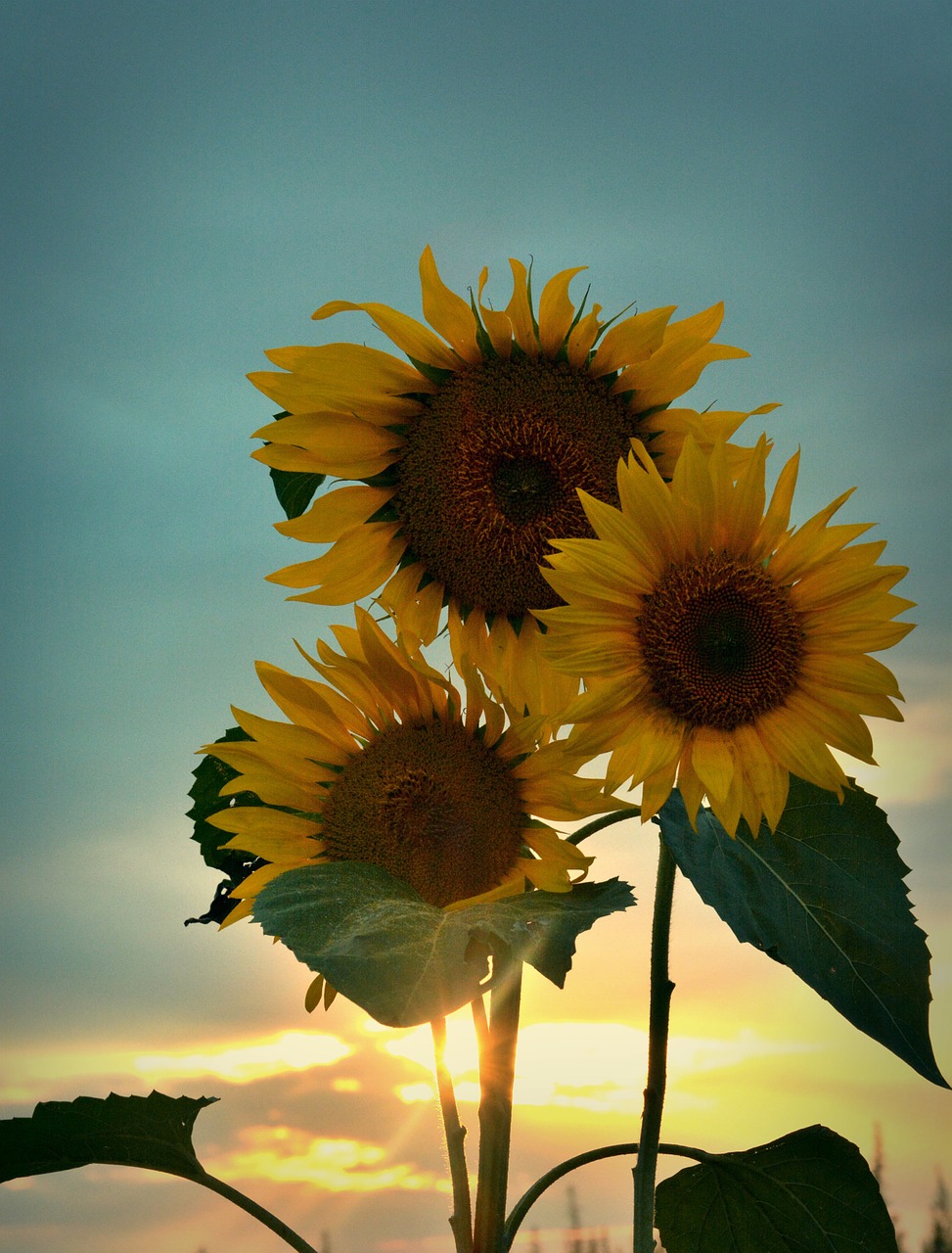 summer sunflower sunset free photo