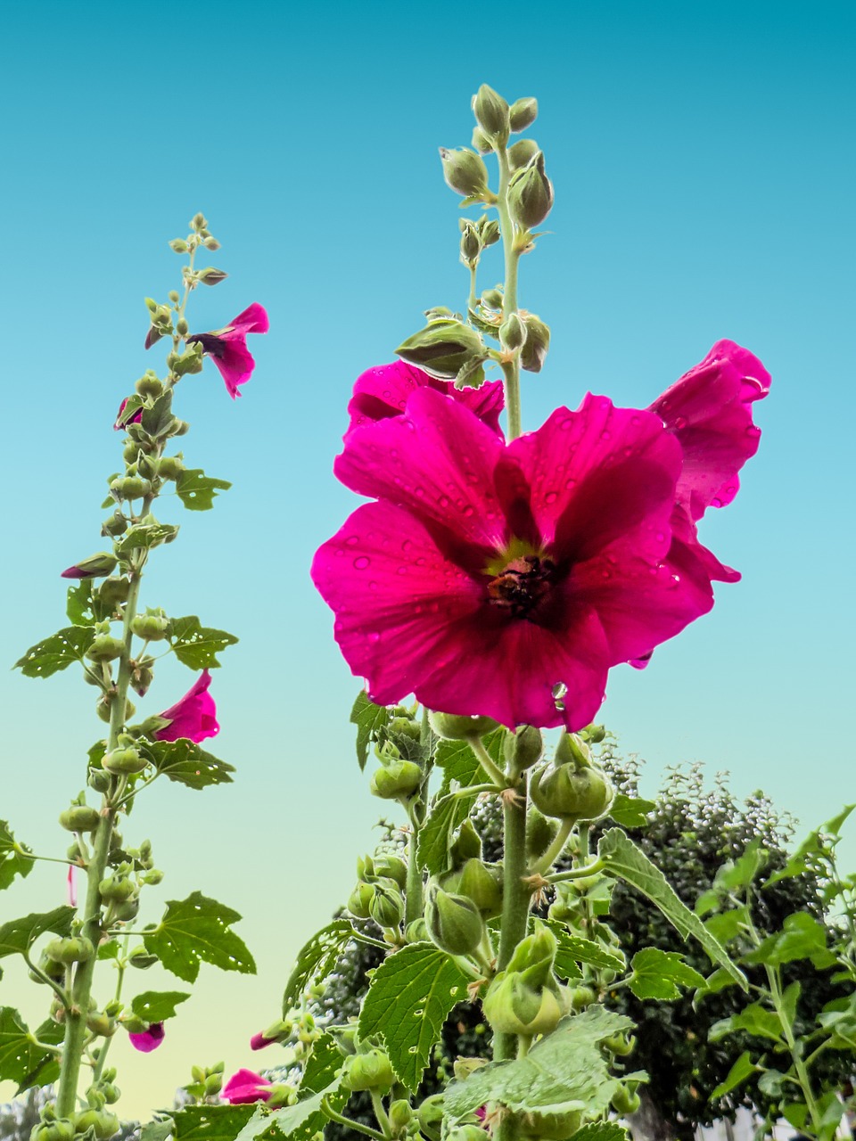 summer stock rose blossom free photo