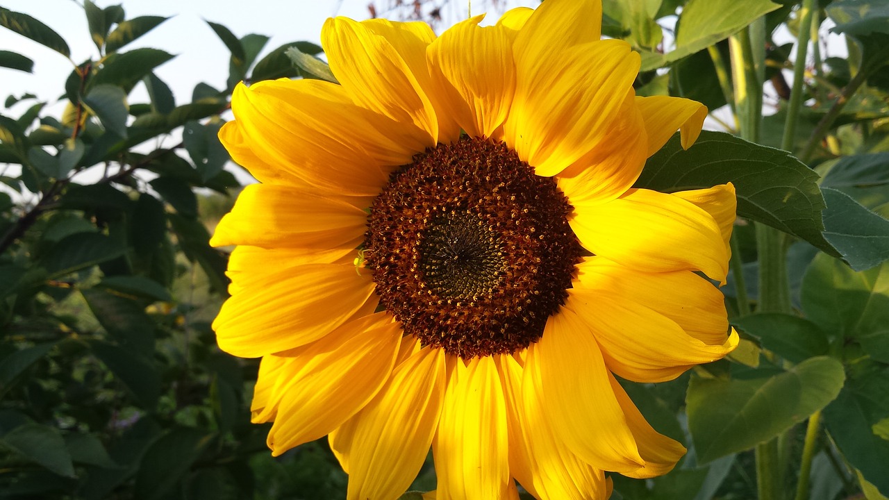 summer sunflower sun free photo