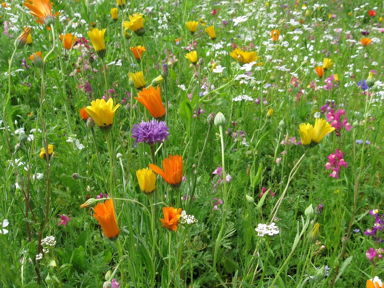 summer meadow summer flowers free photo