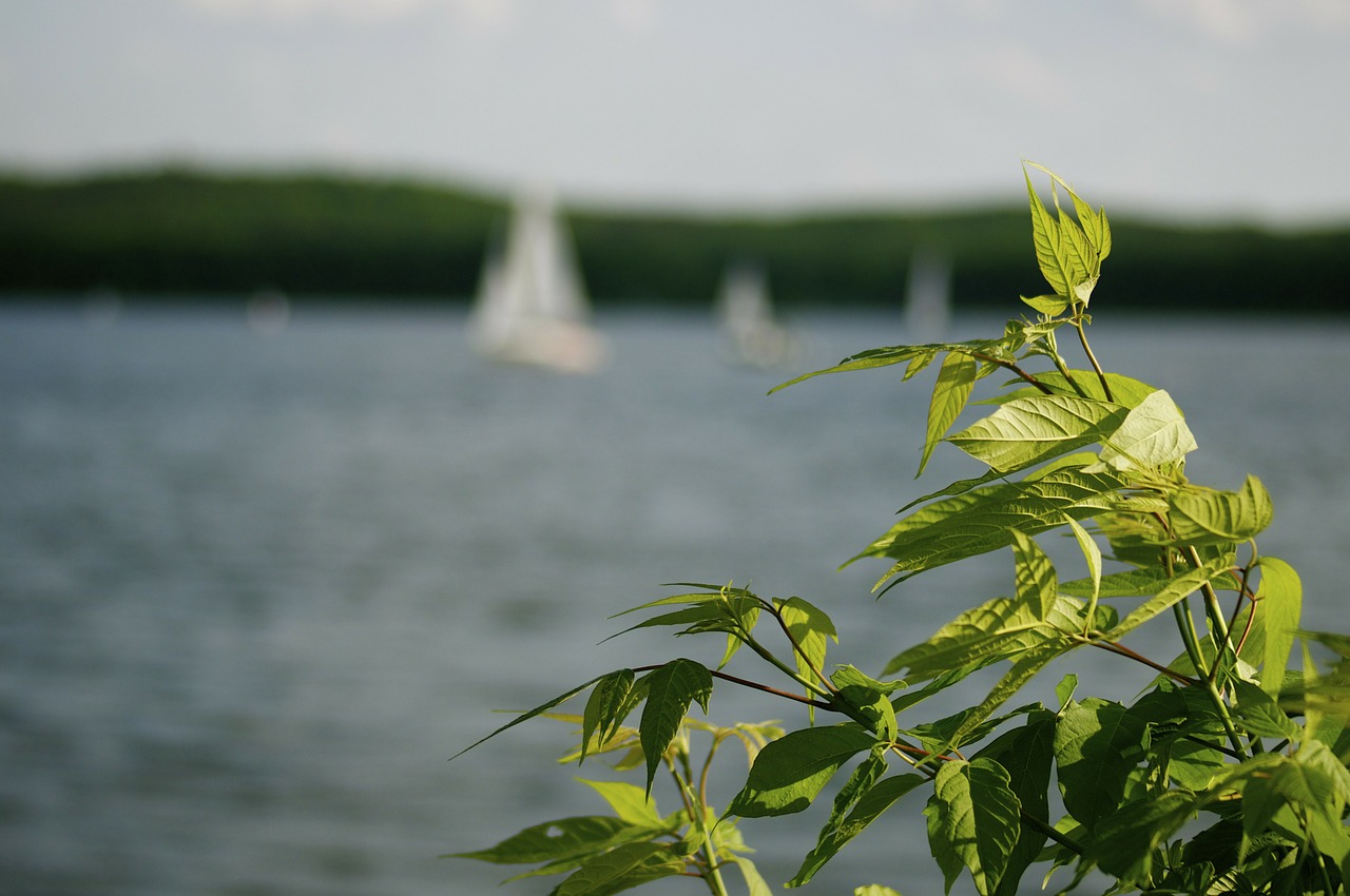 summer sail water free photo