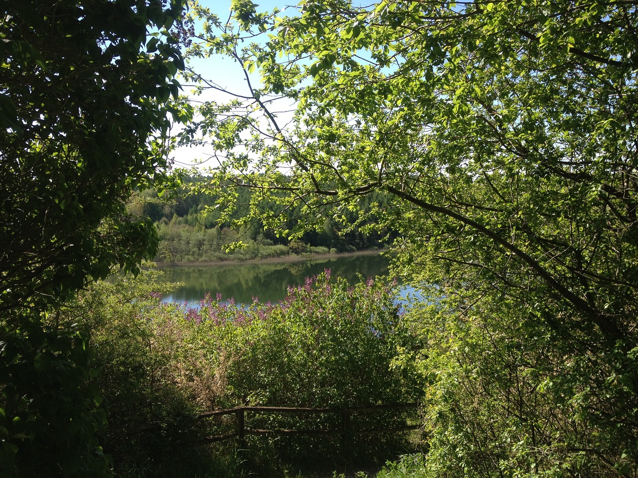 summer natural lake free photo