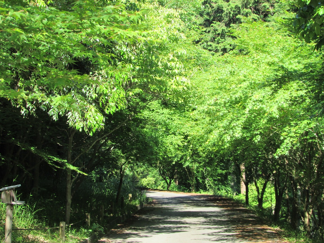 summer walk mountain path free photo