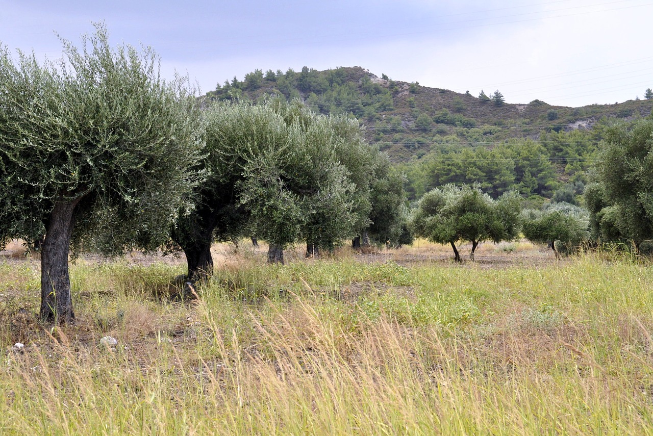 summer rhodes olive trees free photo