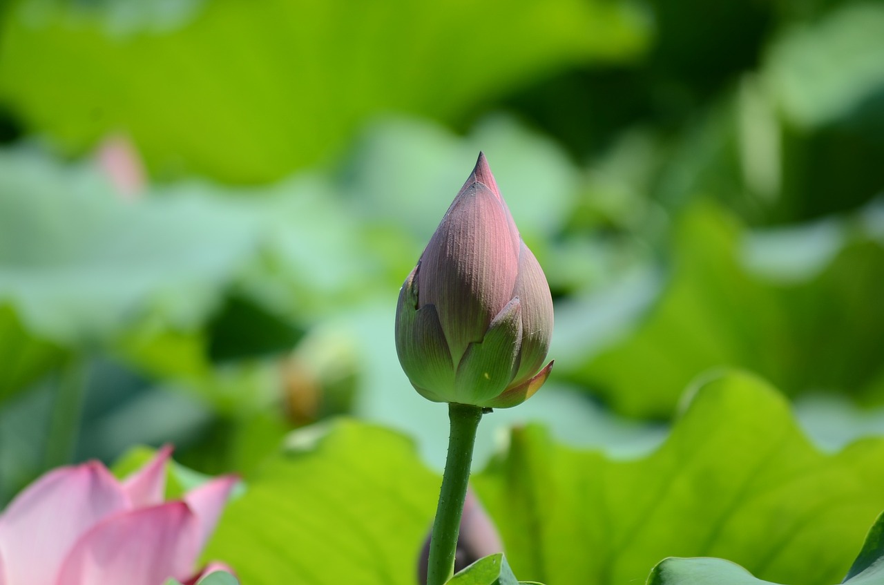 summer lotus the scenery free photo