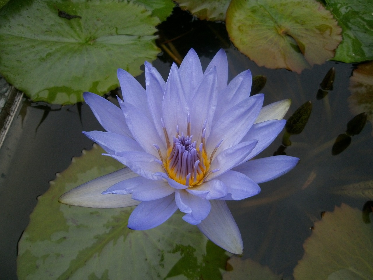 summer pond water lily free photo