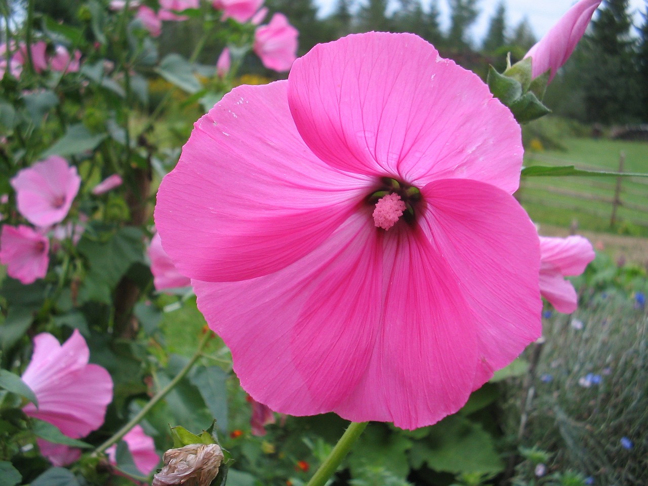 summer flower pink free photo