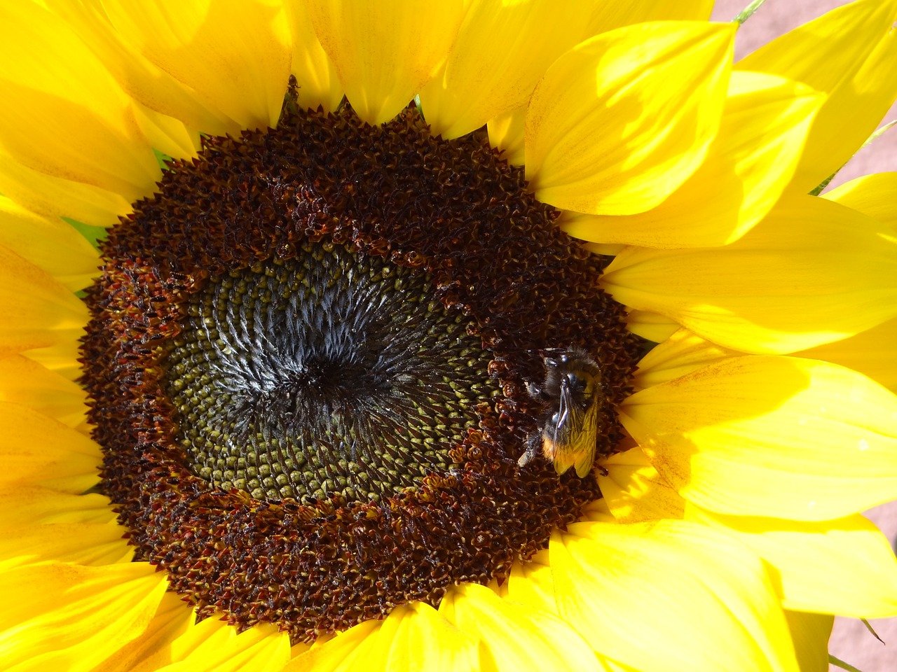 summer sun flower hummel free photo