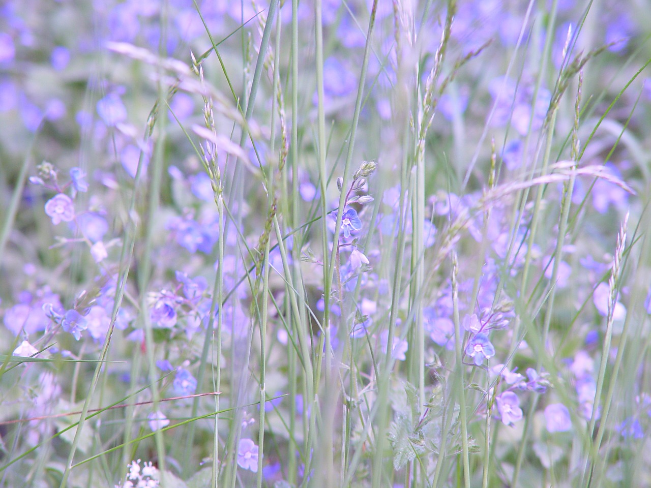 meadow flower summer free photo