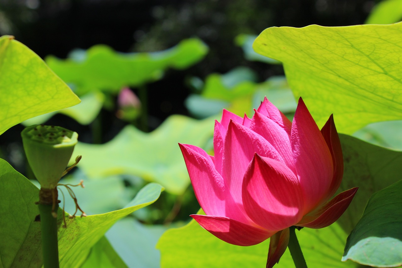 summer lotus plant free photo