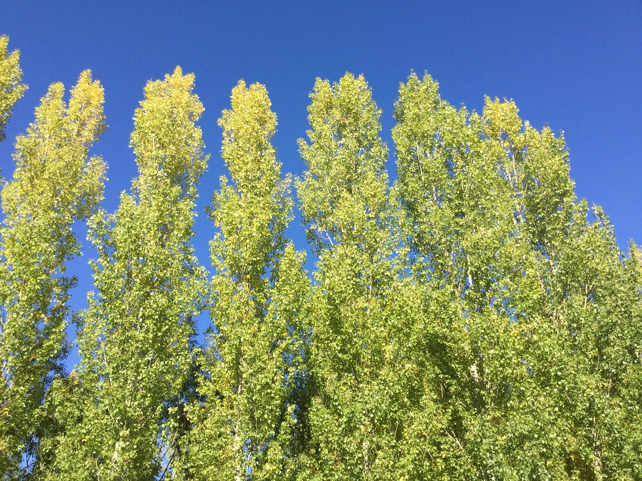 summer trees blue sky free photo