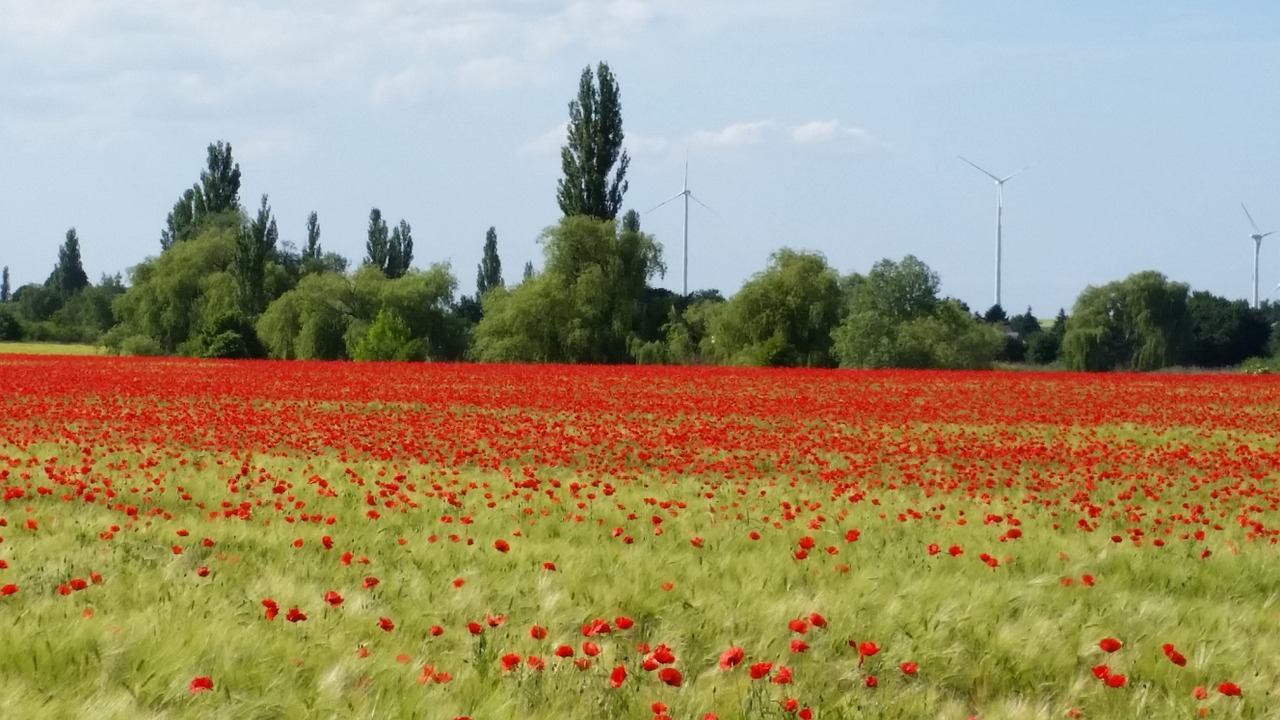 summer klatschmohn poppy free photo