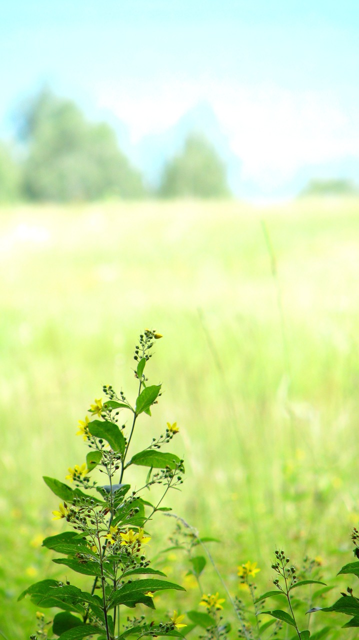 summer landscape nature free photo