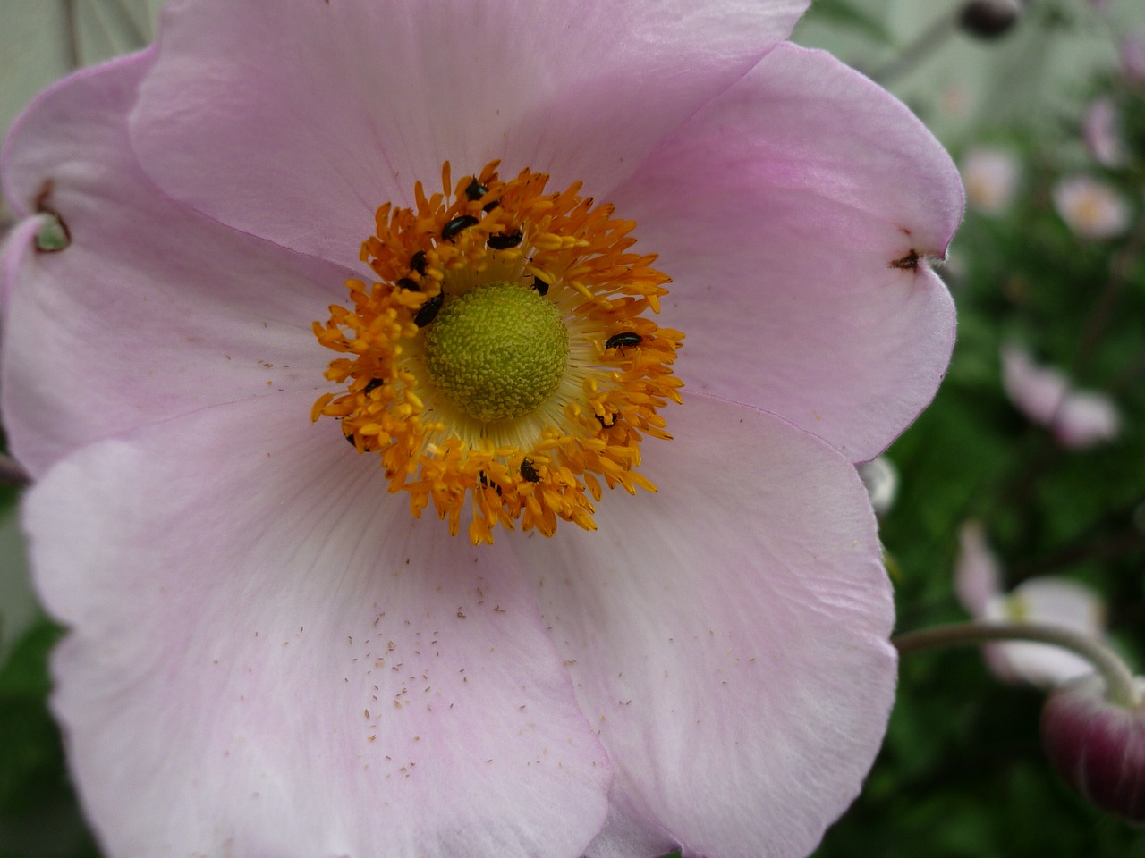 summer anemone culture pink free photo