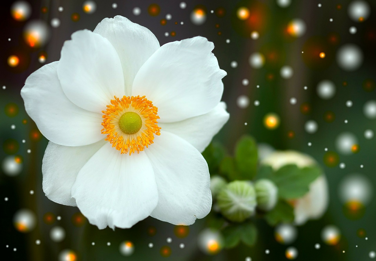 summer anemone anemone blossom free photo