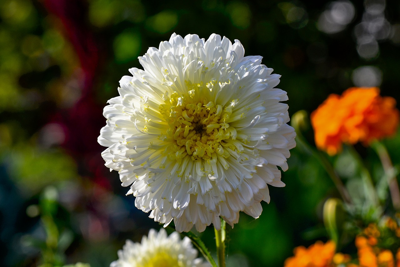 summer asters  flower  blossom free photo