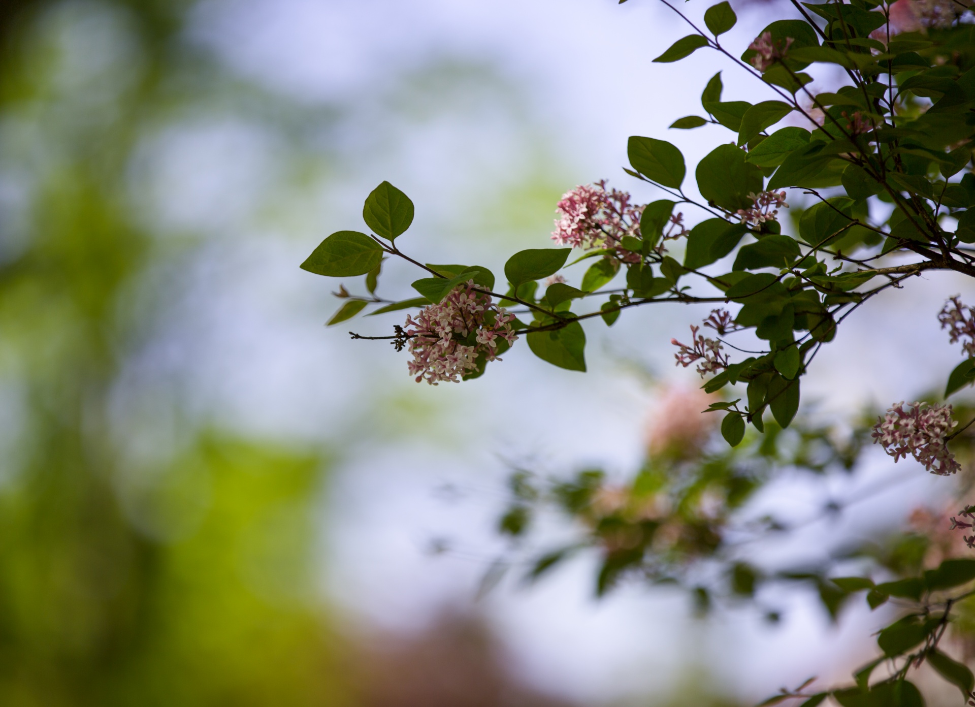 summer twig branch free photo