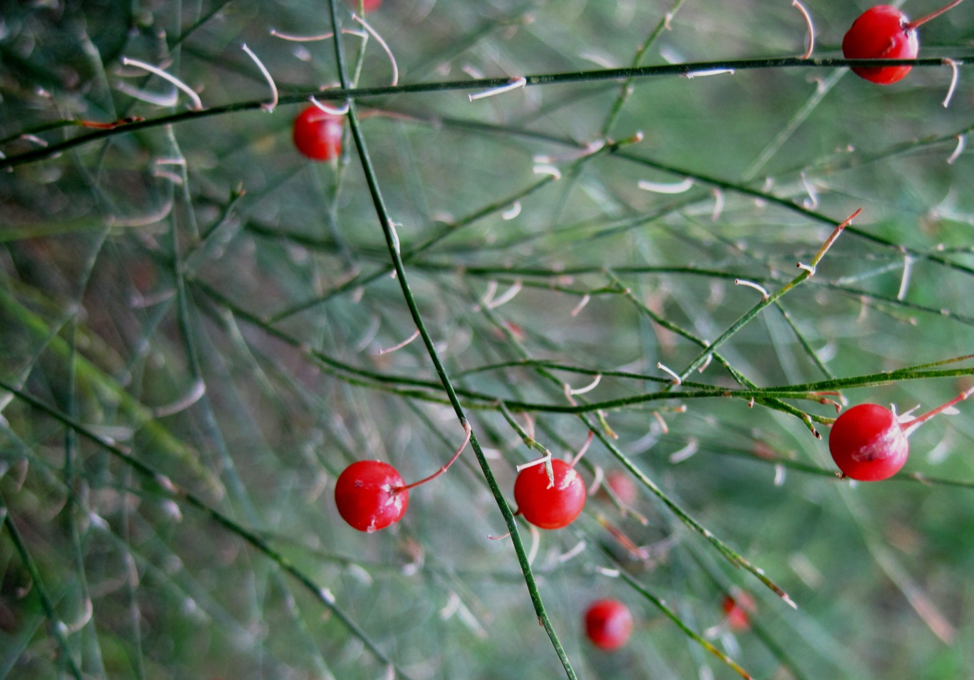 green dry scraggly stalks free photo