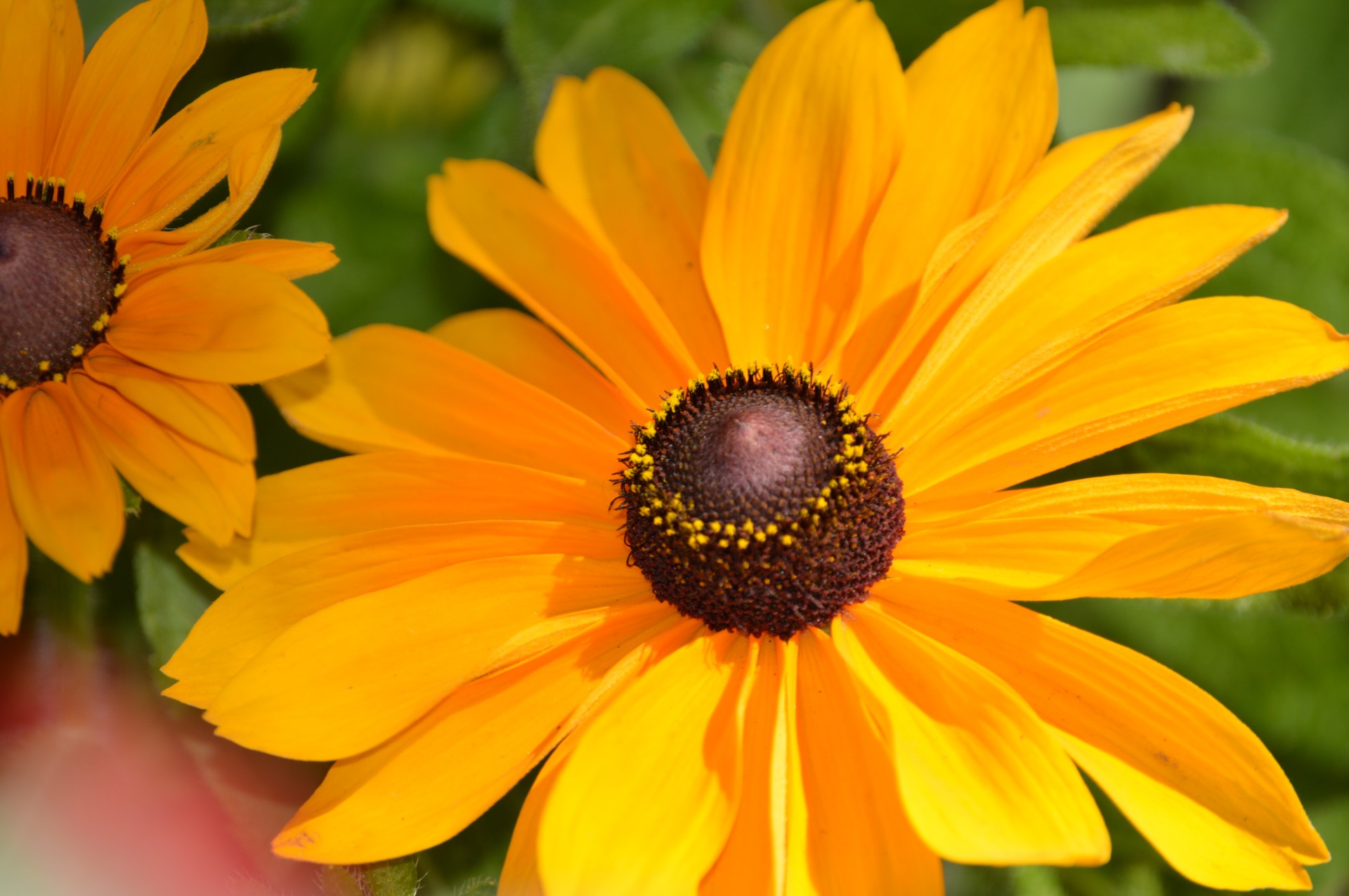 yellow daisy flower bed daisy free photo