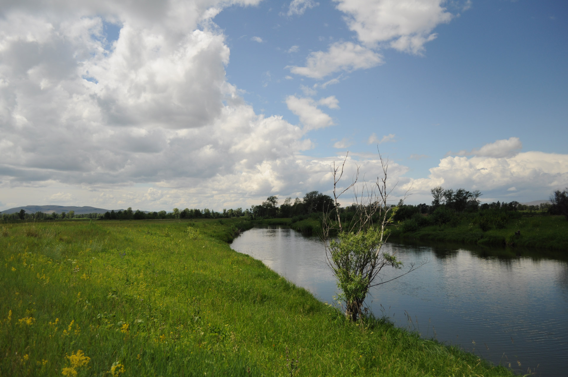 landscape summer grass free photo