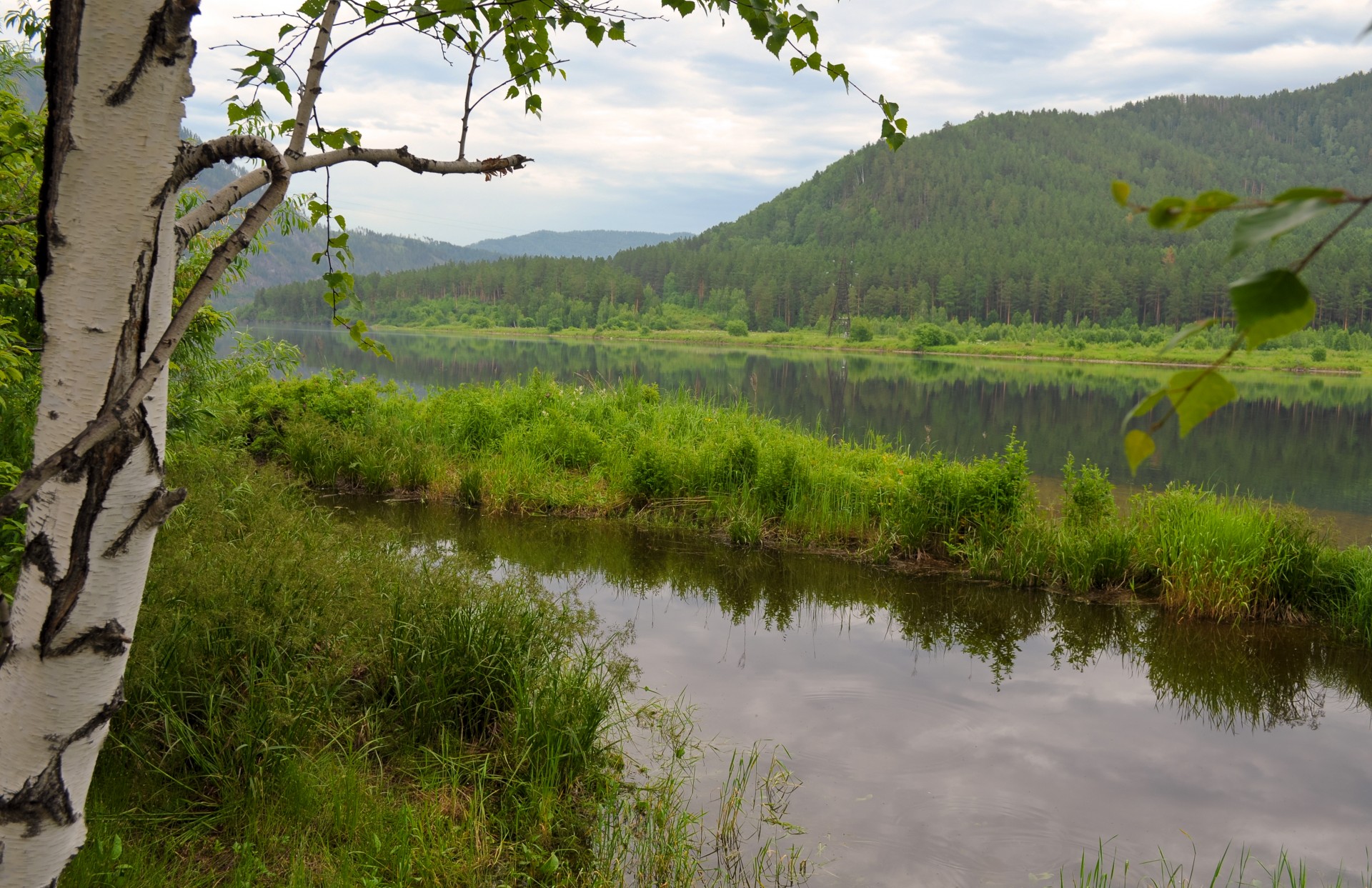 mountain river birch free photo