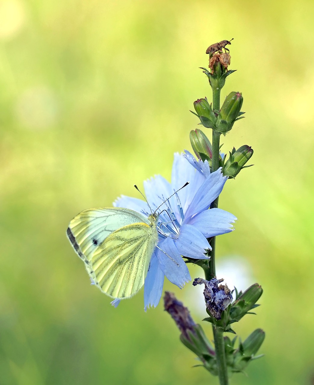 insect nature live free photo