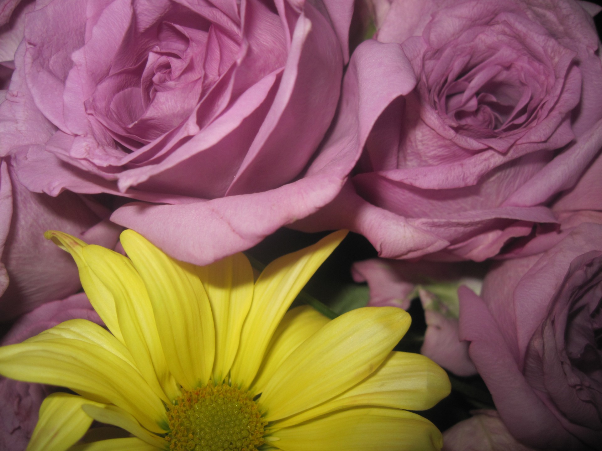 pink rose blossom free photo