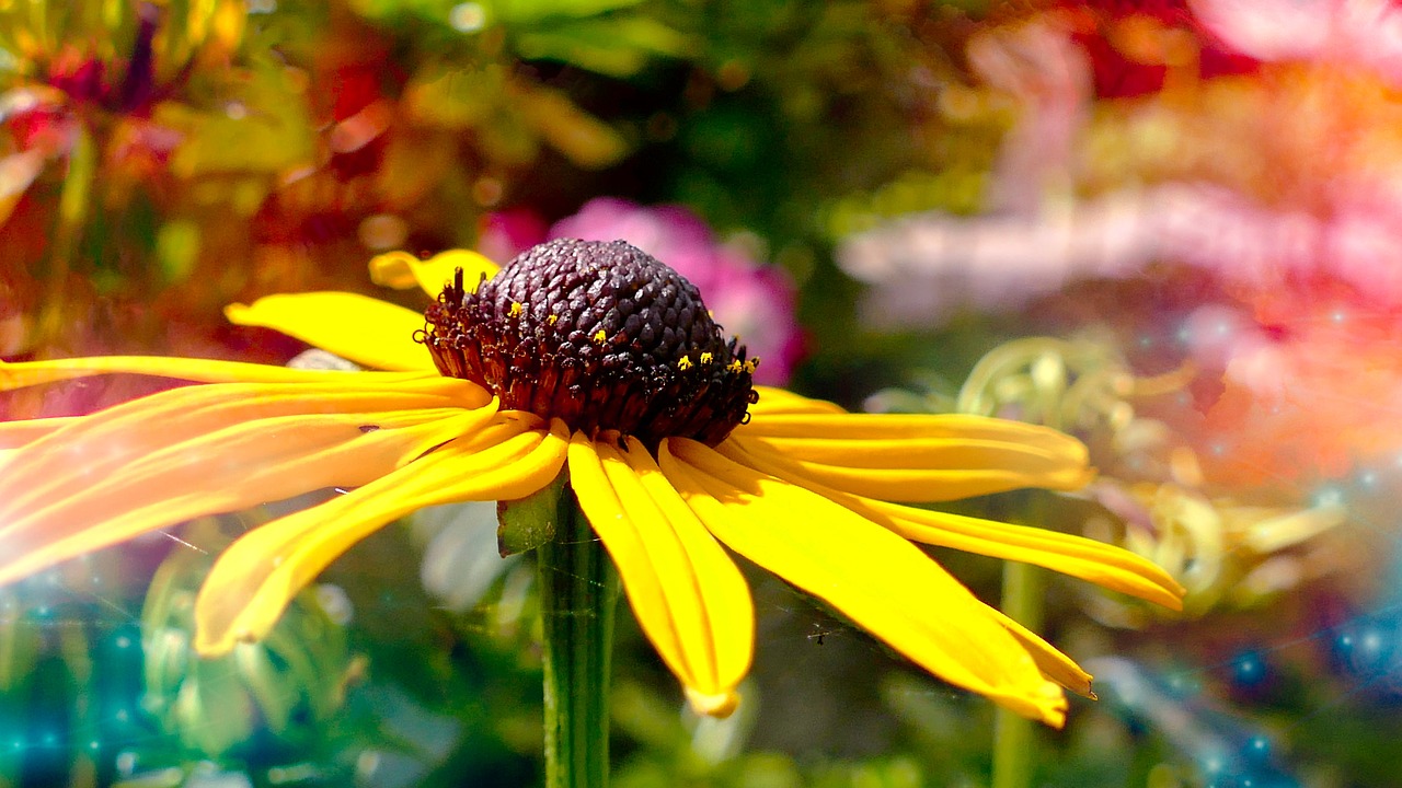 summer flower yellow summer flower rudbeckia free photo