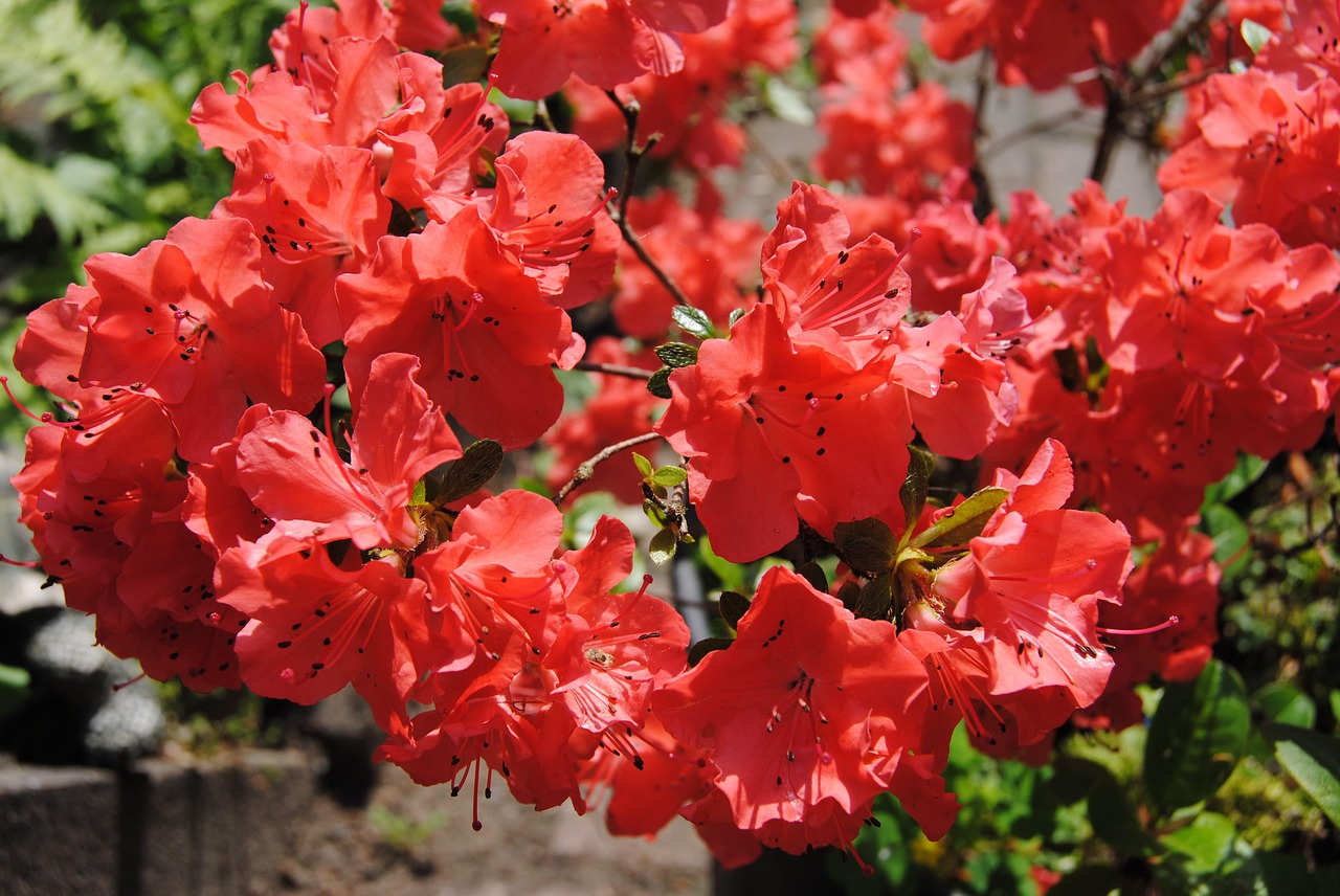 summer flower red garden free photo