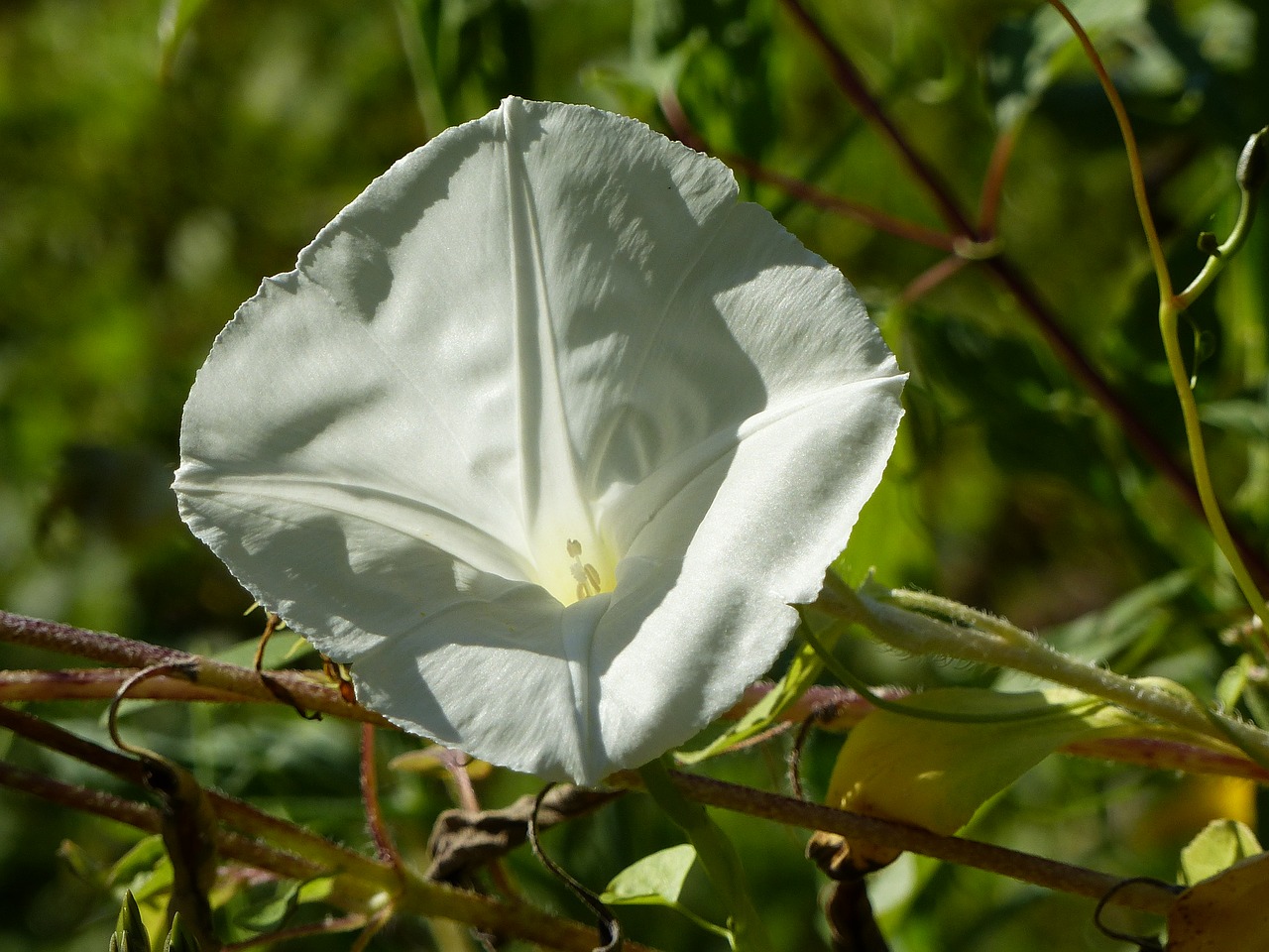 summer flower tender plant free photo