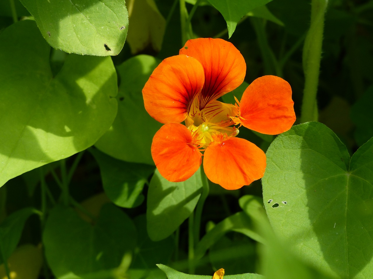 summer flower blossom bloom free photo