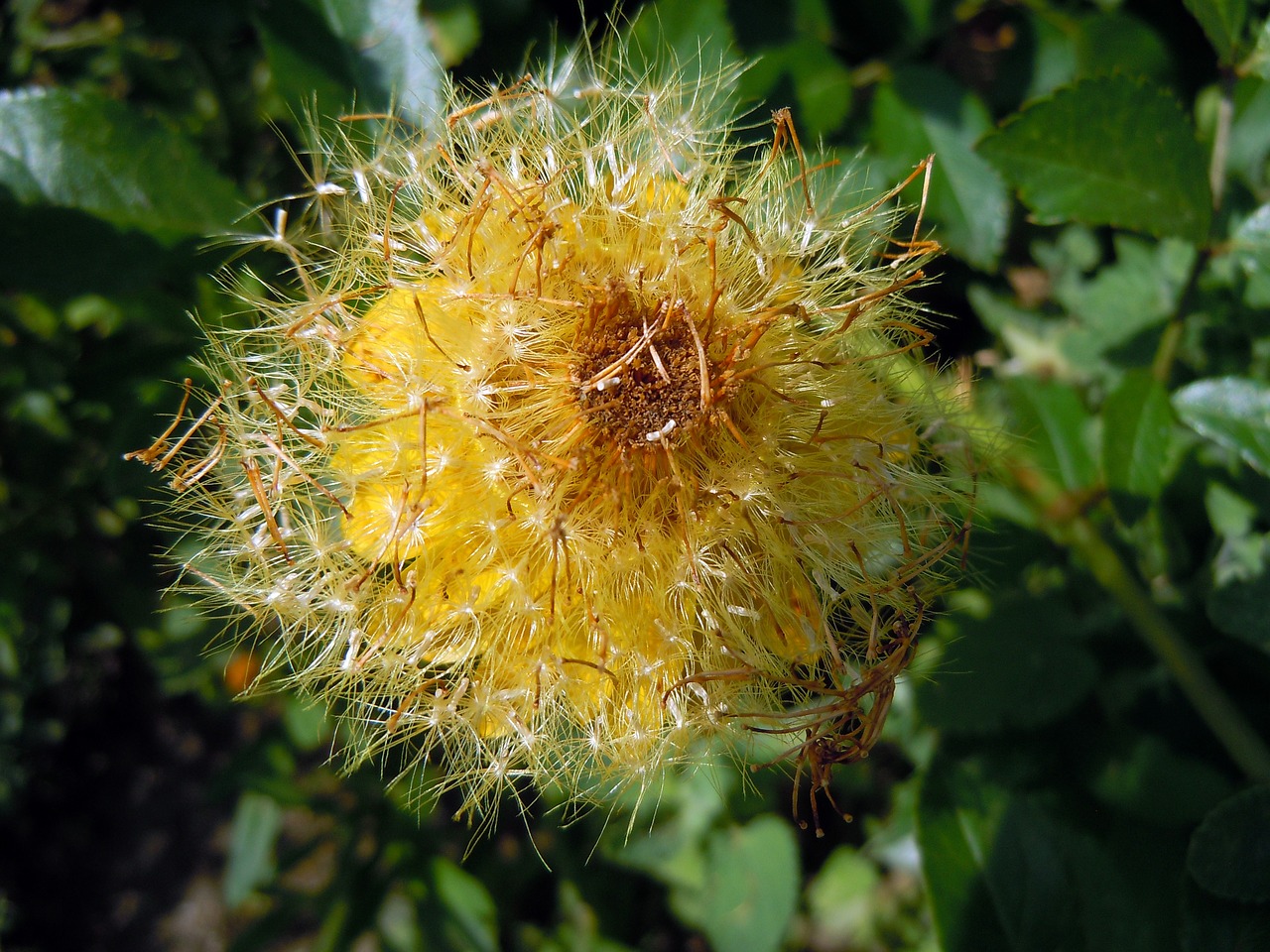 summer flower yellow flower free photo