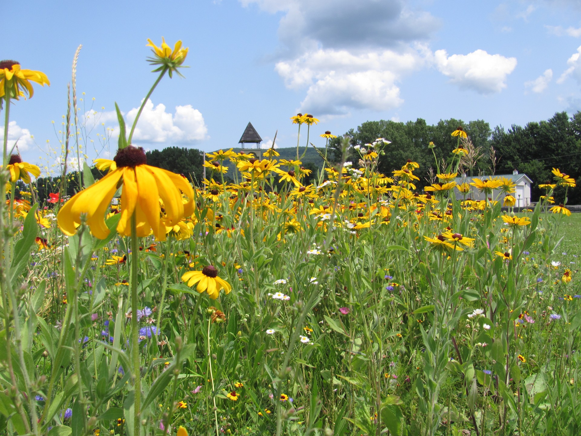 summer flower daisy free photo