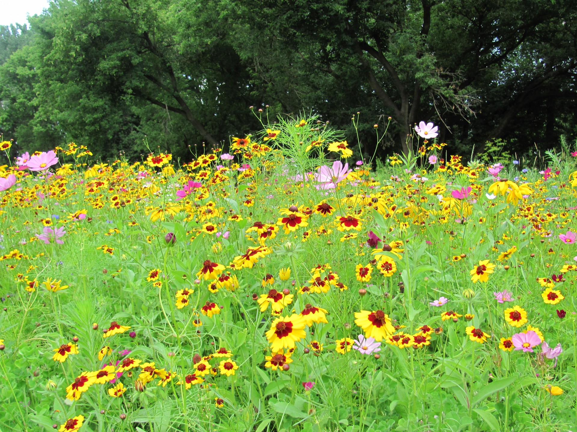 summer flower daisy free photo