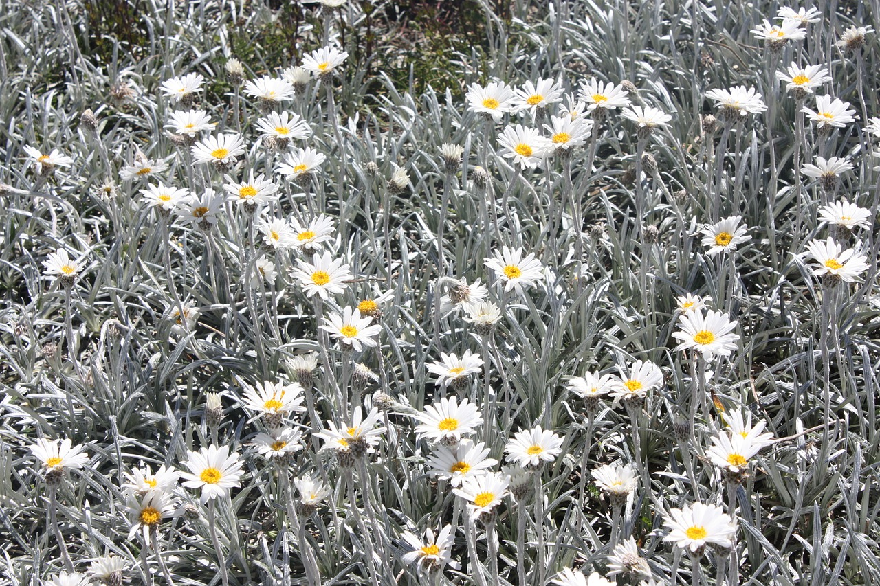 summer flowers floral plants free photo