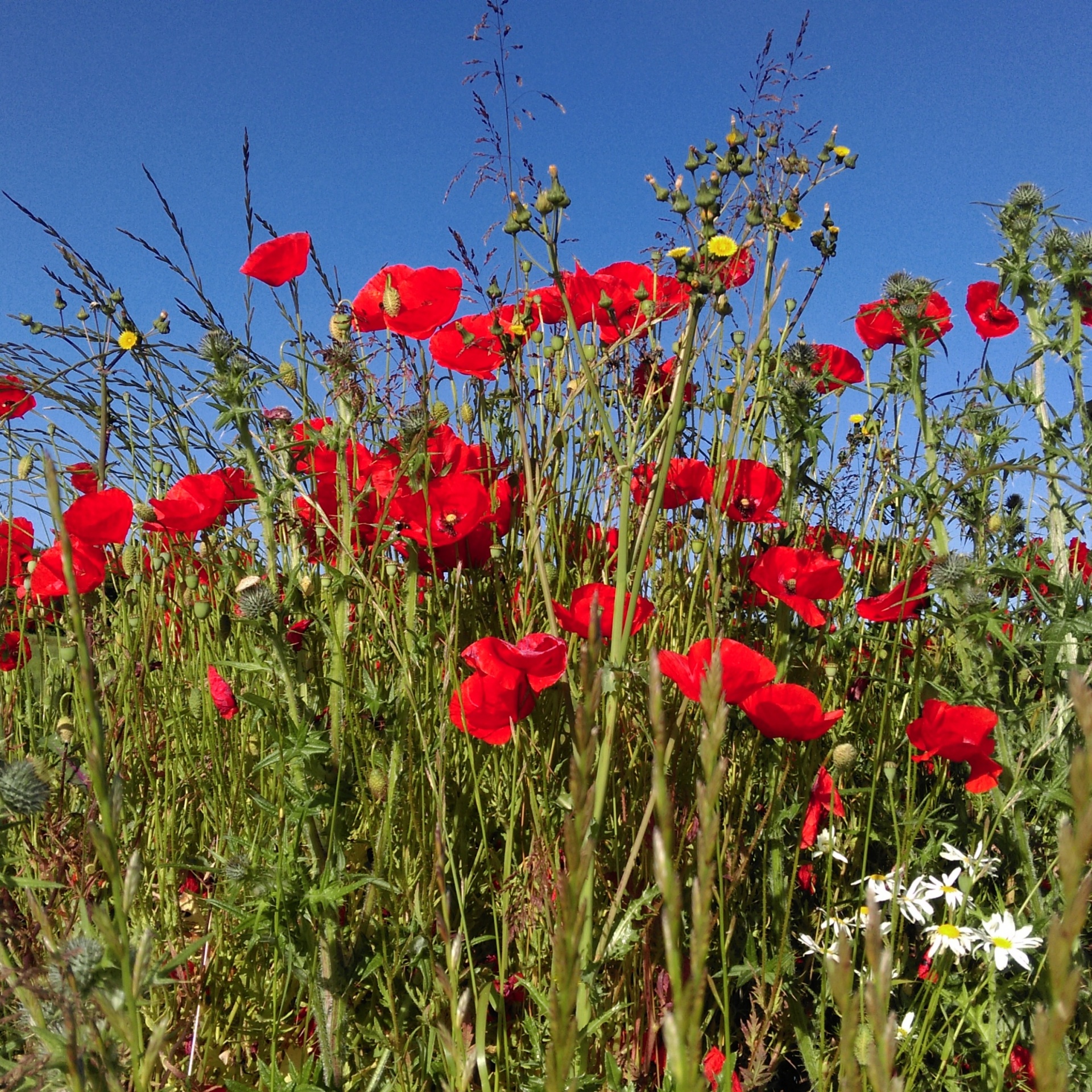 red summer flowers free photo