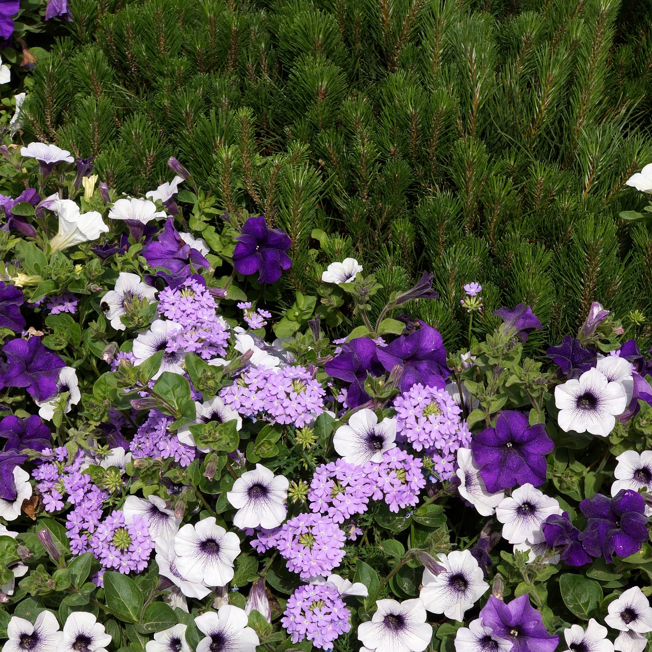 summer flowers lilac flower petunia free photo