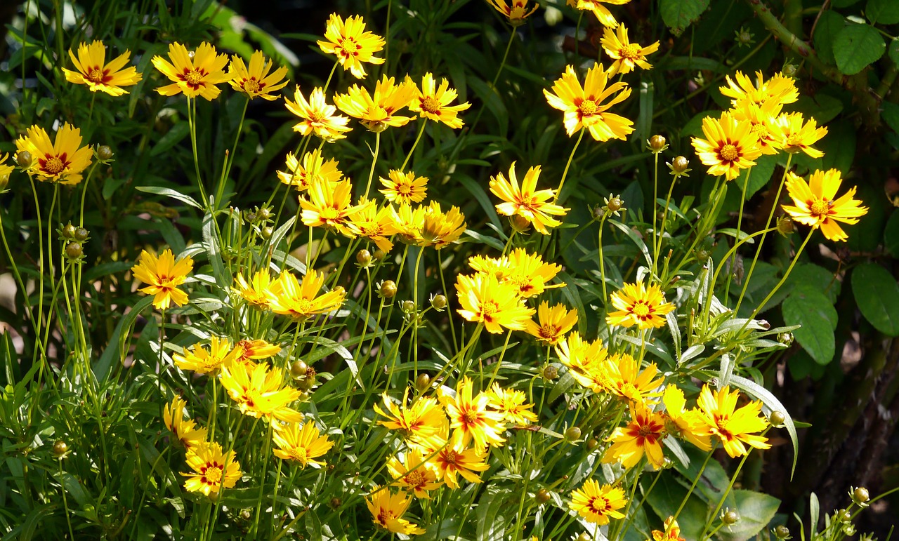 summer flowers home garden shrub free photo