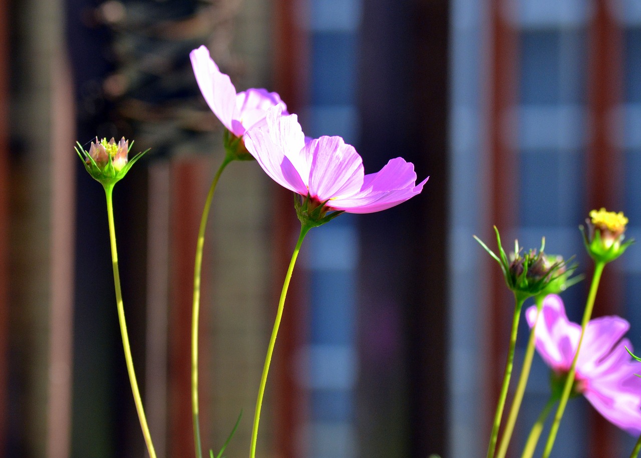 summer flowers spring pink free photo