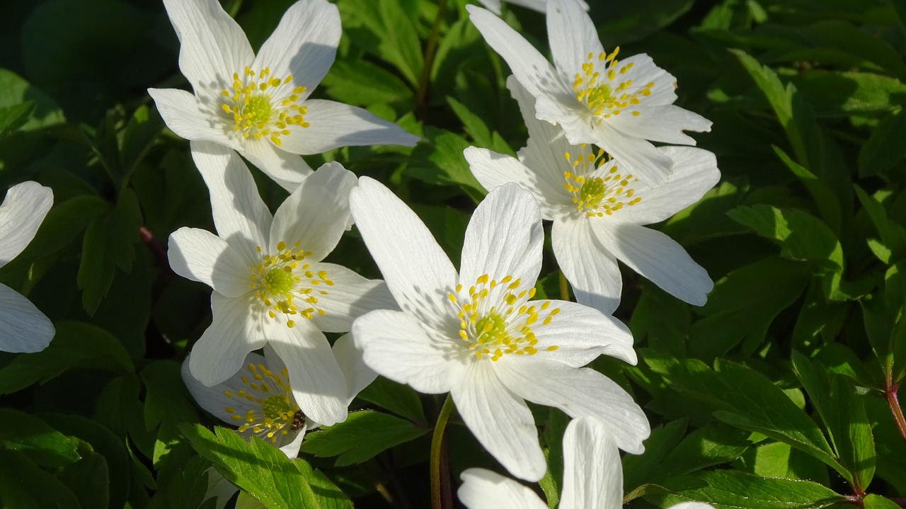 summer flowers flower garden free photo