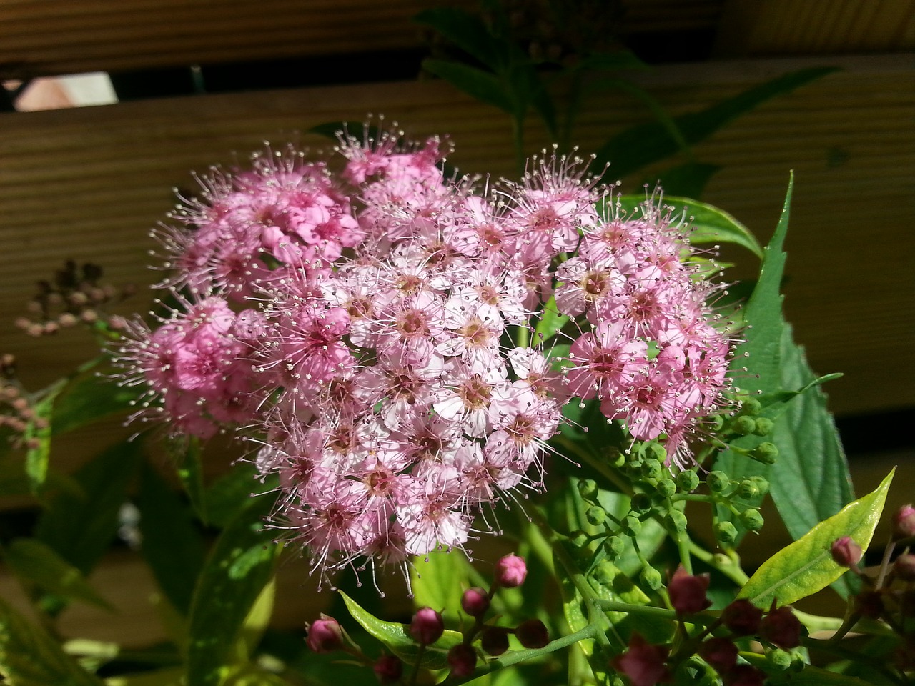 summer flowers pink flower garden free photo