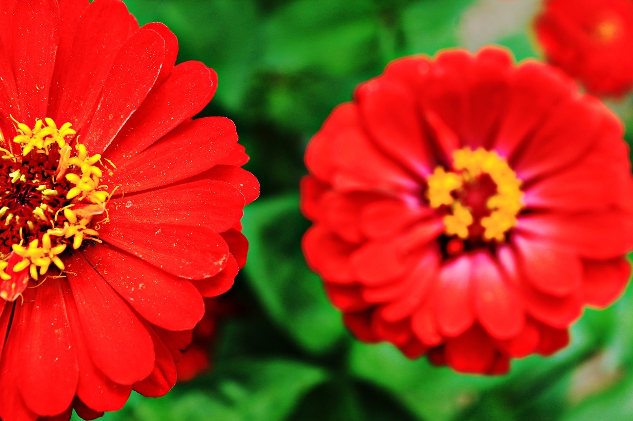 summer flowers summer bright colors free photo